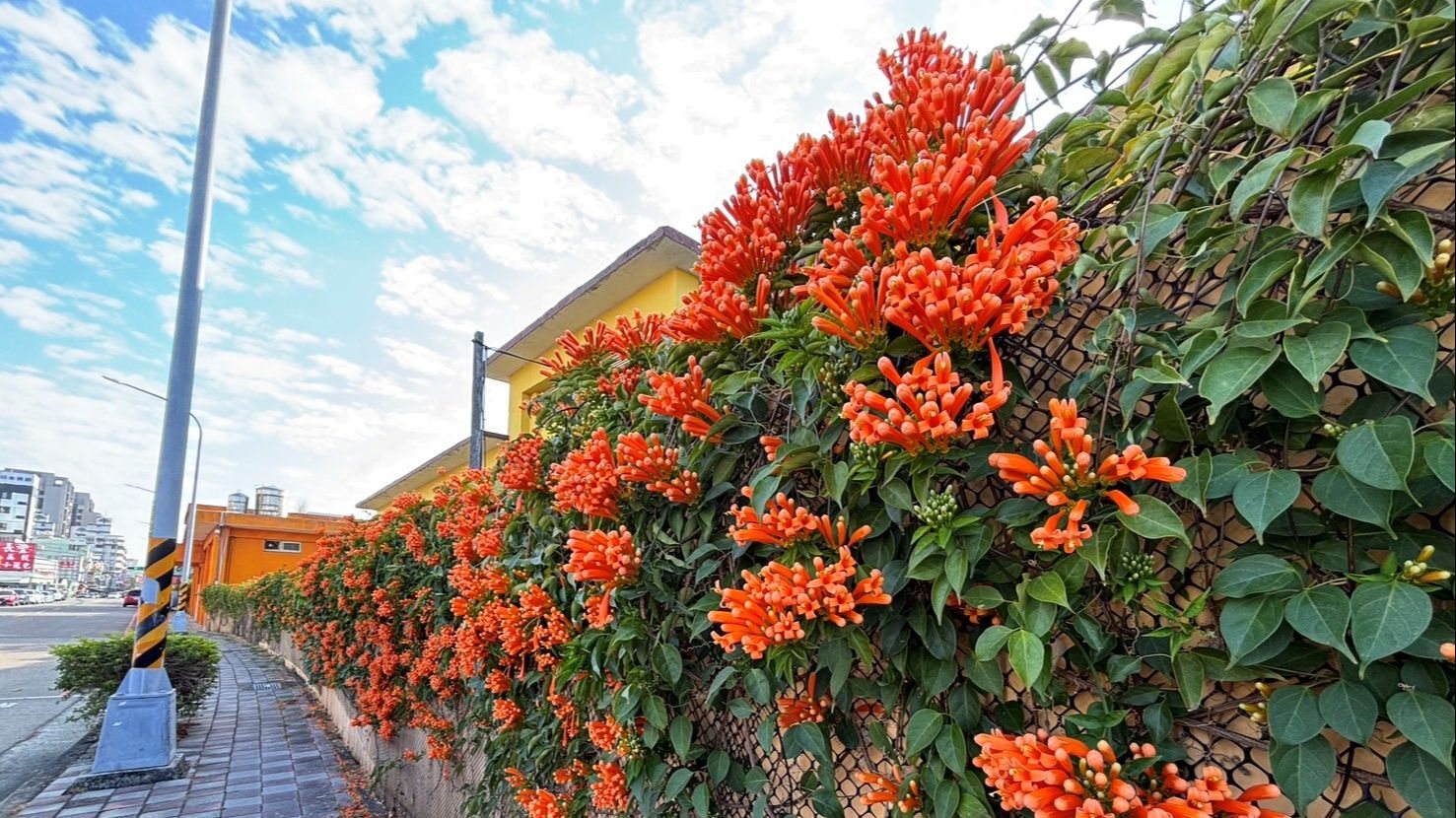 喜迎馬年新春！ 中市清潔隊部炮仗花盛開 打造低碳友善賞花新亮點