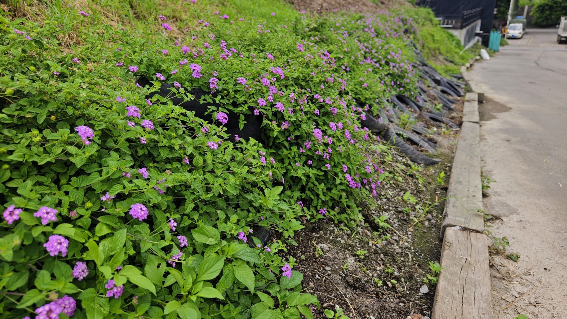 兼具景觀與生態價值的綠色共享空間　中市神岡區清潔隊打造蔓馬纓丹紫色花坡