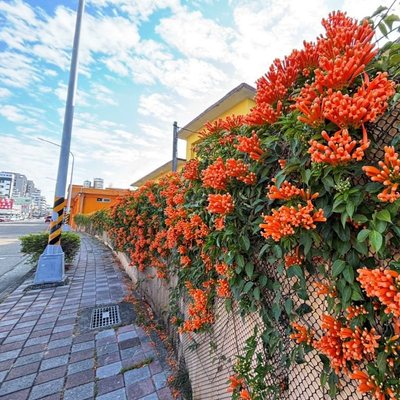 喜迎馬年新春！ 中市清潔隊部炮仗花盛開 打造低碳友善賞花新亮點